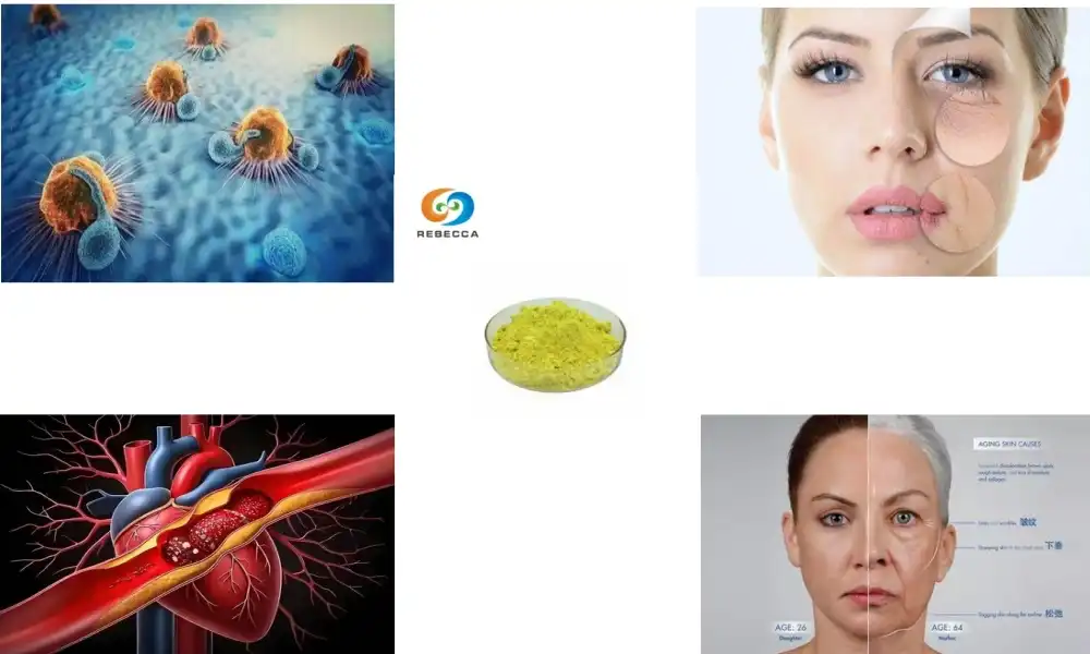 Top Benefits of Natural Quercetin Powder Backed by Science Top Benefits of Natural Quercetin Powder Backed by Science